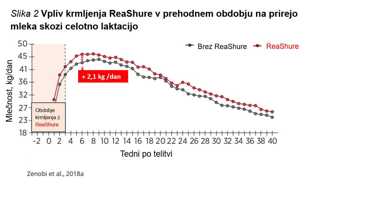 HOLIN JE HRANILO, KI GA KRAVE MOLZNICE POTREBUJEJO V PREHODNEM OBDOBJU