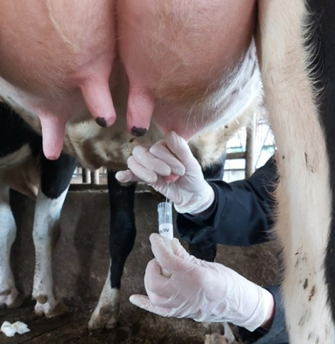 UZIMANJE UZORAKA MLIJEKA ZA BAKTERIOLO&Scaron;KU ANALIZU