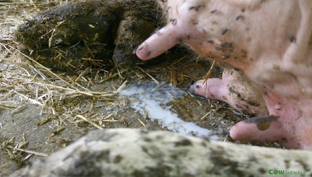 UTJECAJ HIGIJENE NA ZDRAVLJE ŽIVOTINJA I KVALITETU MLIJEKA (1.dio)