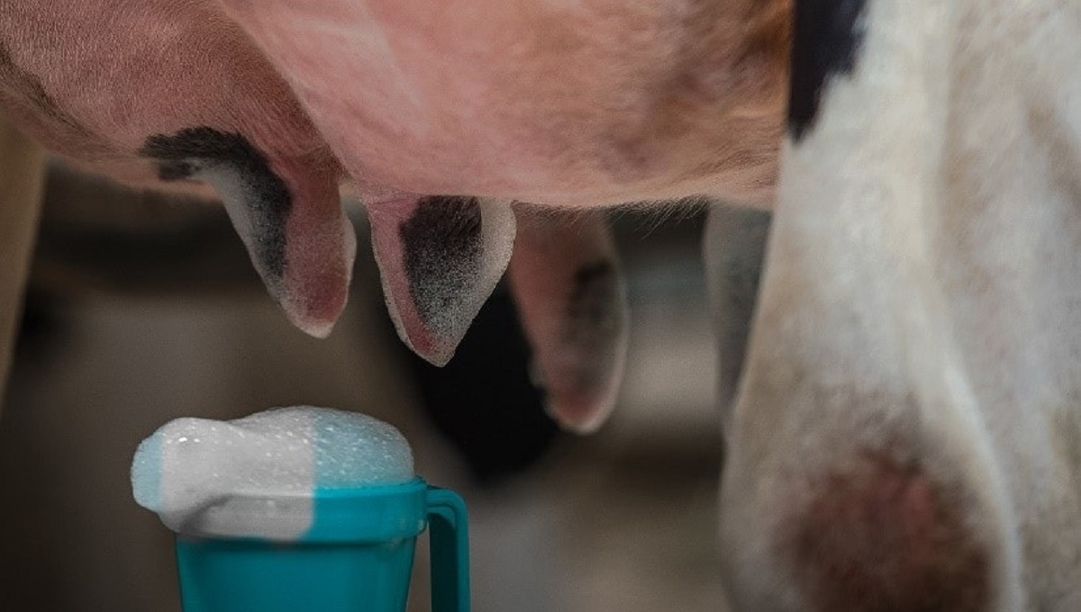 UTJECAJ HIGIJENE NA ZDRAVLJE ŽIVOTINJA I KVALITETU MLIJEKA (2.dio)