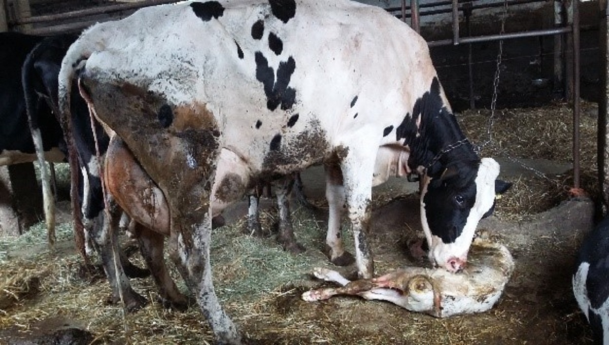 UTJECAJ HIGIJENE NA ZDRAVLJE ŽIVOTINJA I KVALITETU MLIJEKA (3.dio)