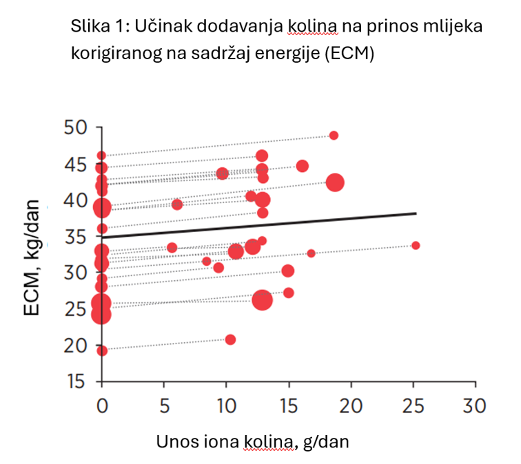 Utjecaj kolina na proizvodnju mlijeka