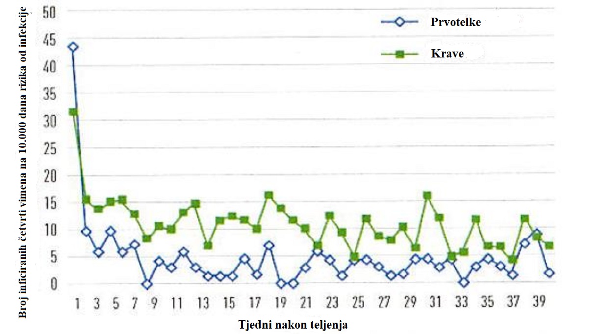 Mastitis kod prvotelki