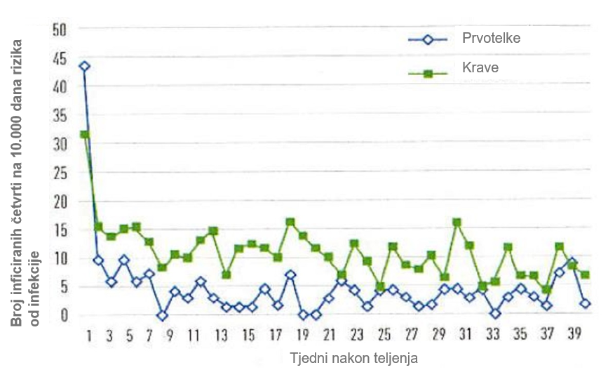 Mastitis kod junica ili krava u prvoj laktaciji (prvotelki)