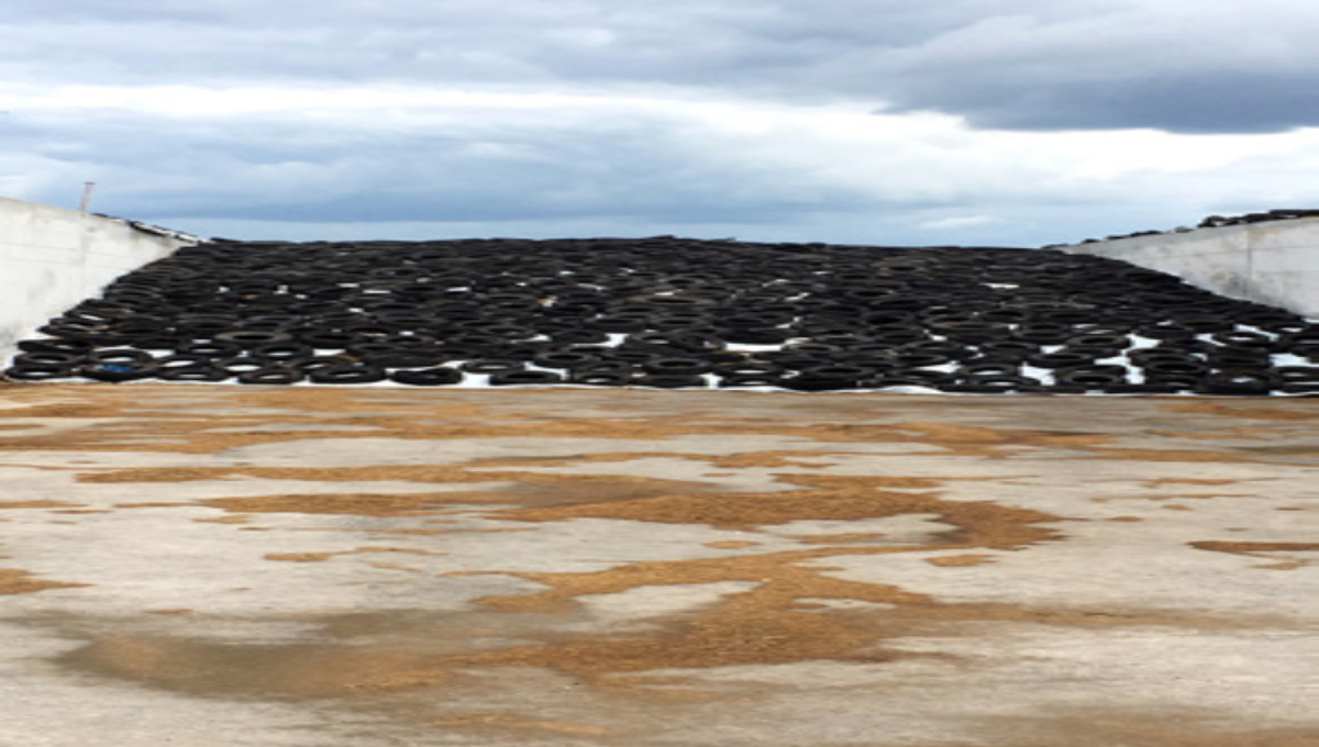 Inokulanti 21. stoljeća za silažu 21. stoljeća
