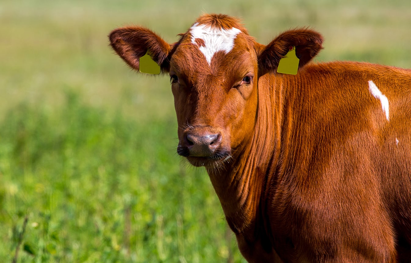 Vi&scaron;e za stočare