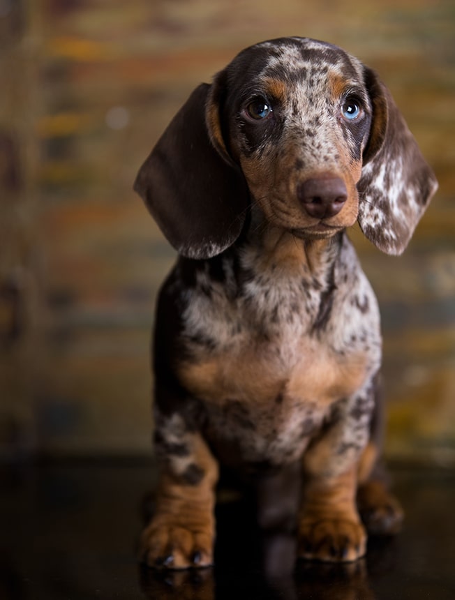 Vi&scaron;e za kućne ljubimce