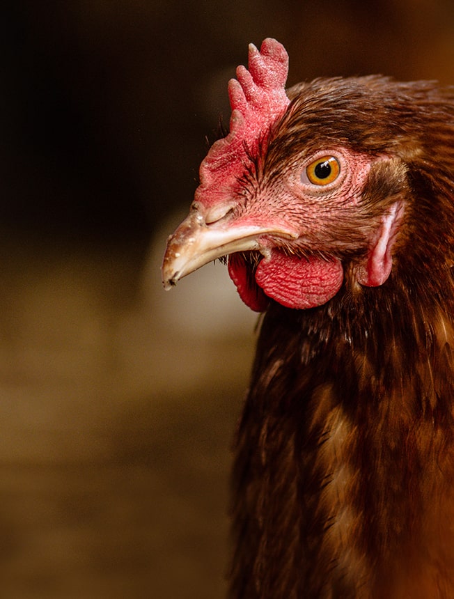 Vi&scaron;e za peradare