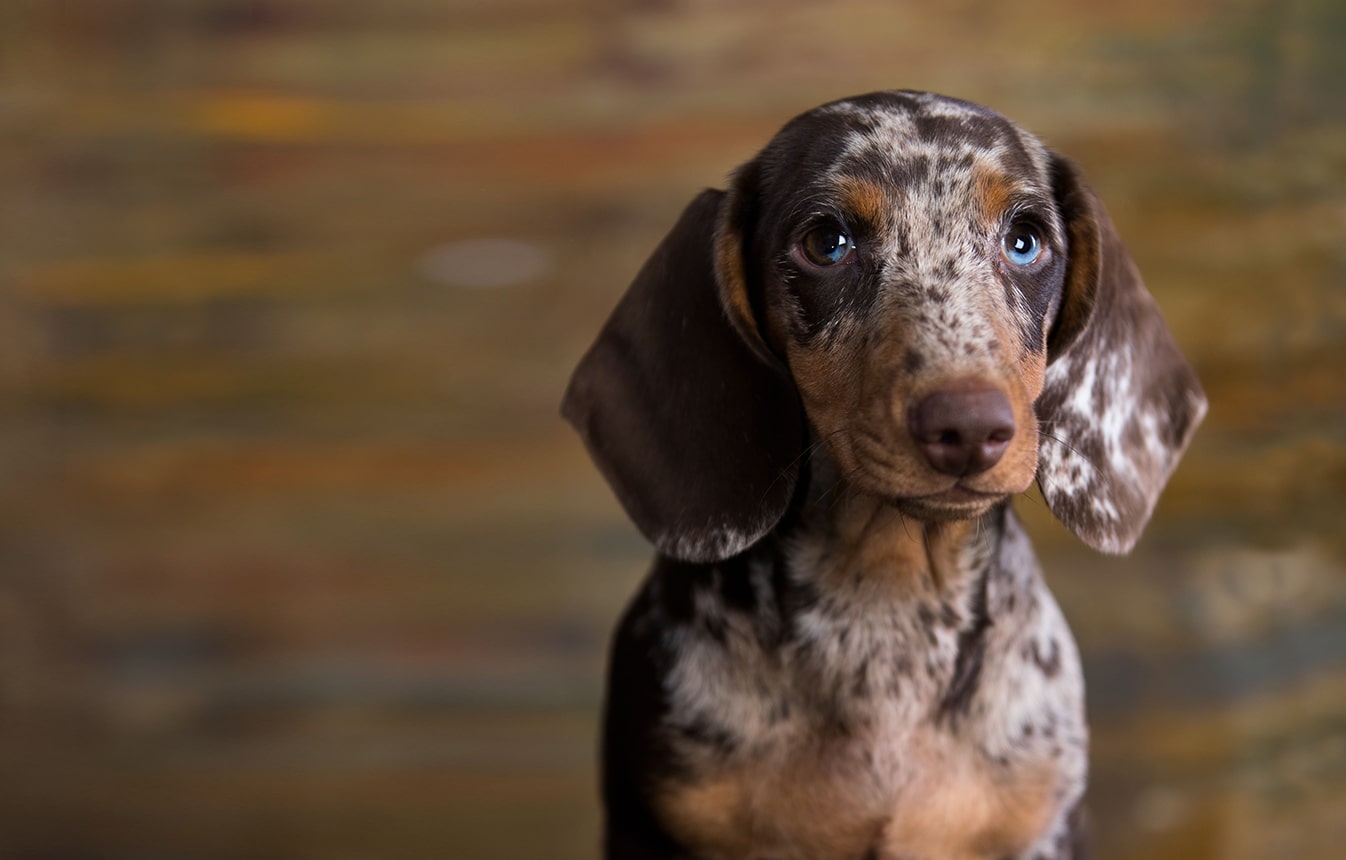 Vi&scaron;e za kućne ljubimce