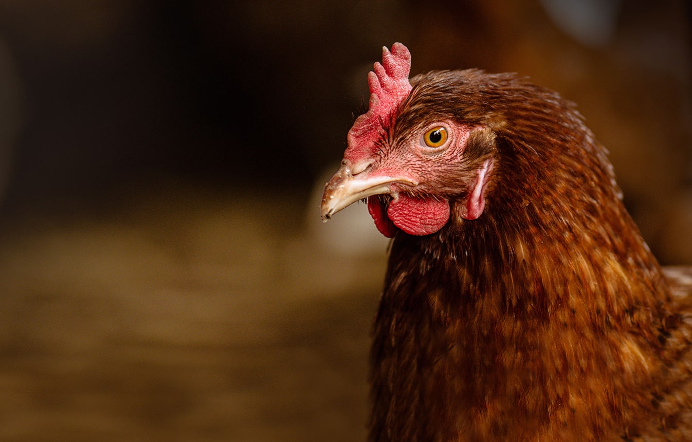 Vi&scaron;e za peradare