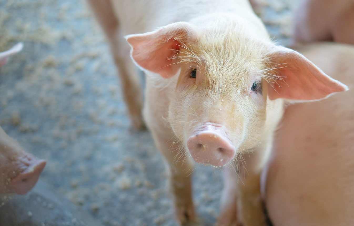 Vi&scaron;e za uzgajivače svinja