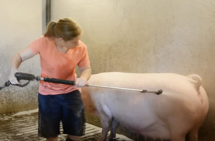 Pranje i dezinfekcija rasplodnih krmača