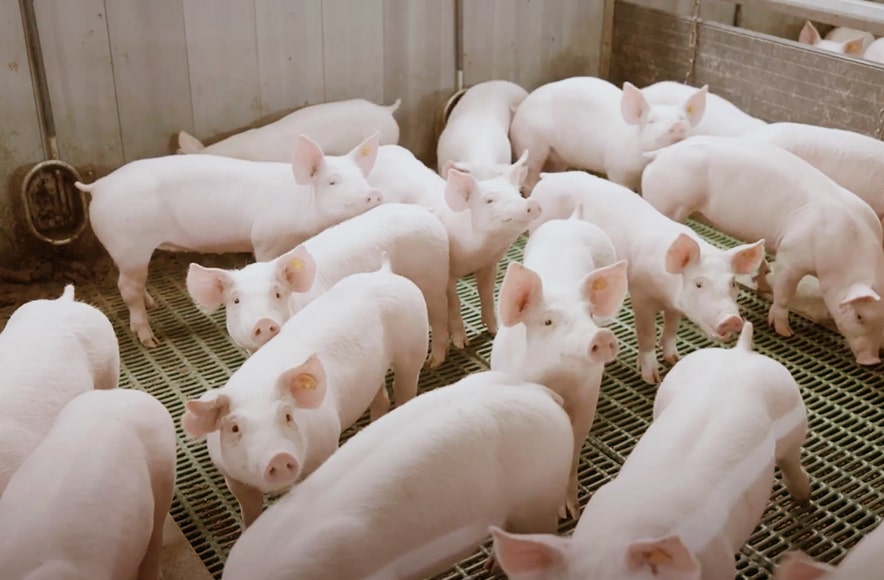 Či&scaron;ćenje objekata za svinje, Animalis, d.o.o.