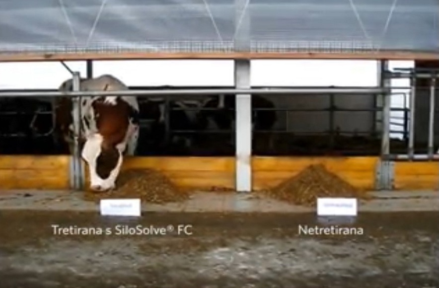 Silosolve &ndash; FC &ndash; kad bi krave mogle birati