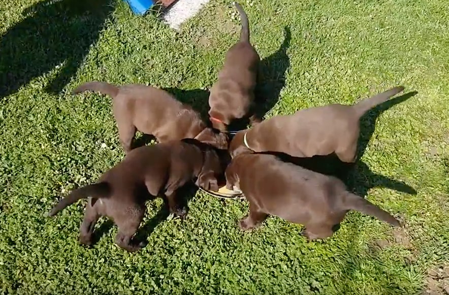 Viyo reinforces puppy, njam